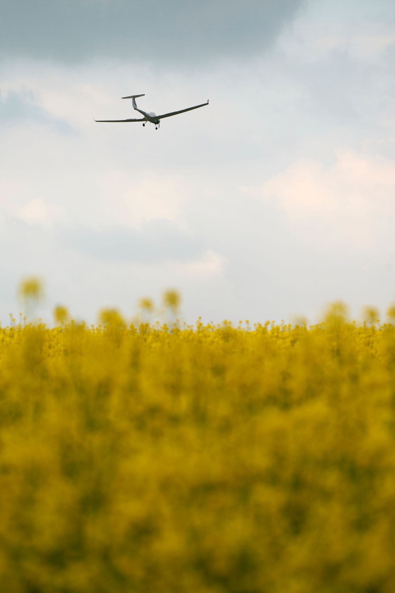 Natur.Mehr.Bild.Raps_Segelflugzeug